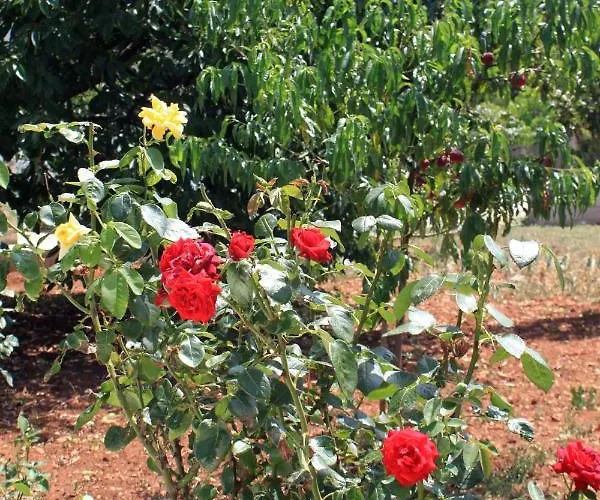 By The Sea - 830 Ugljan